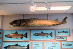Bergen kalastusmuseo